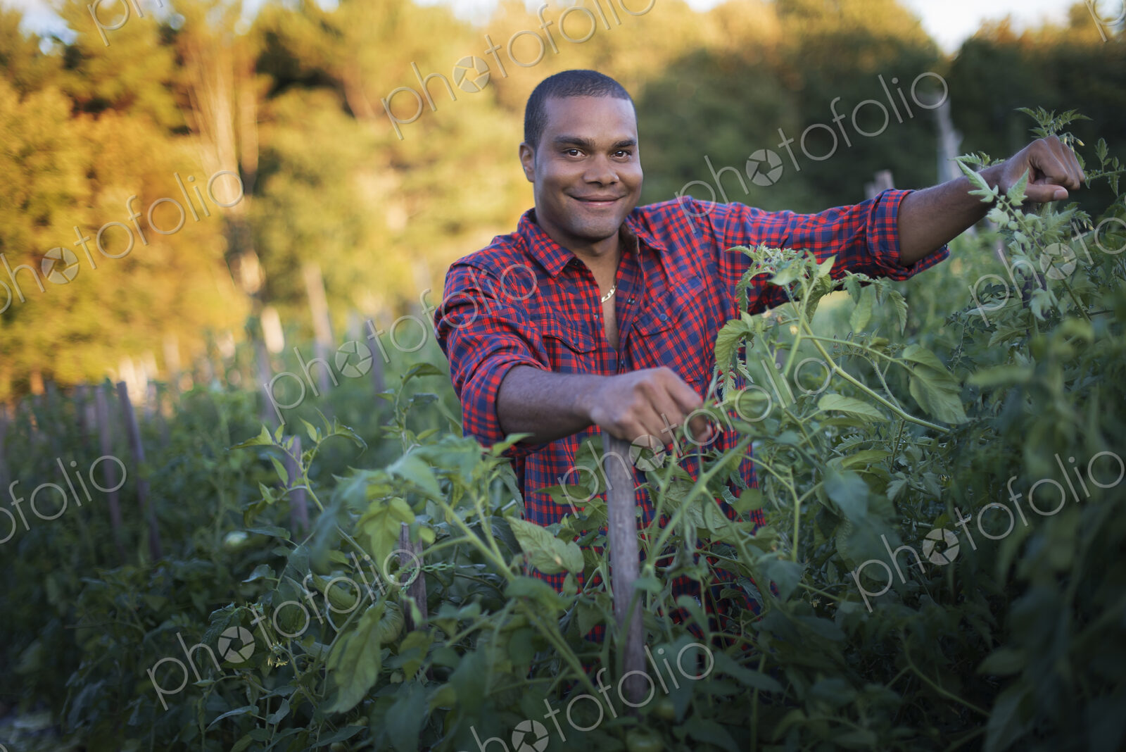 Organic Farmer with Tomato Plants