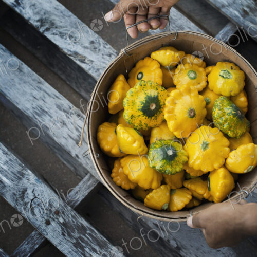 Organic Patty Pan Squash just harvested Organic Patty Pan Squash just harvested