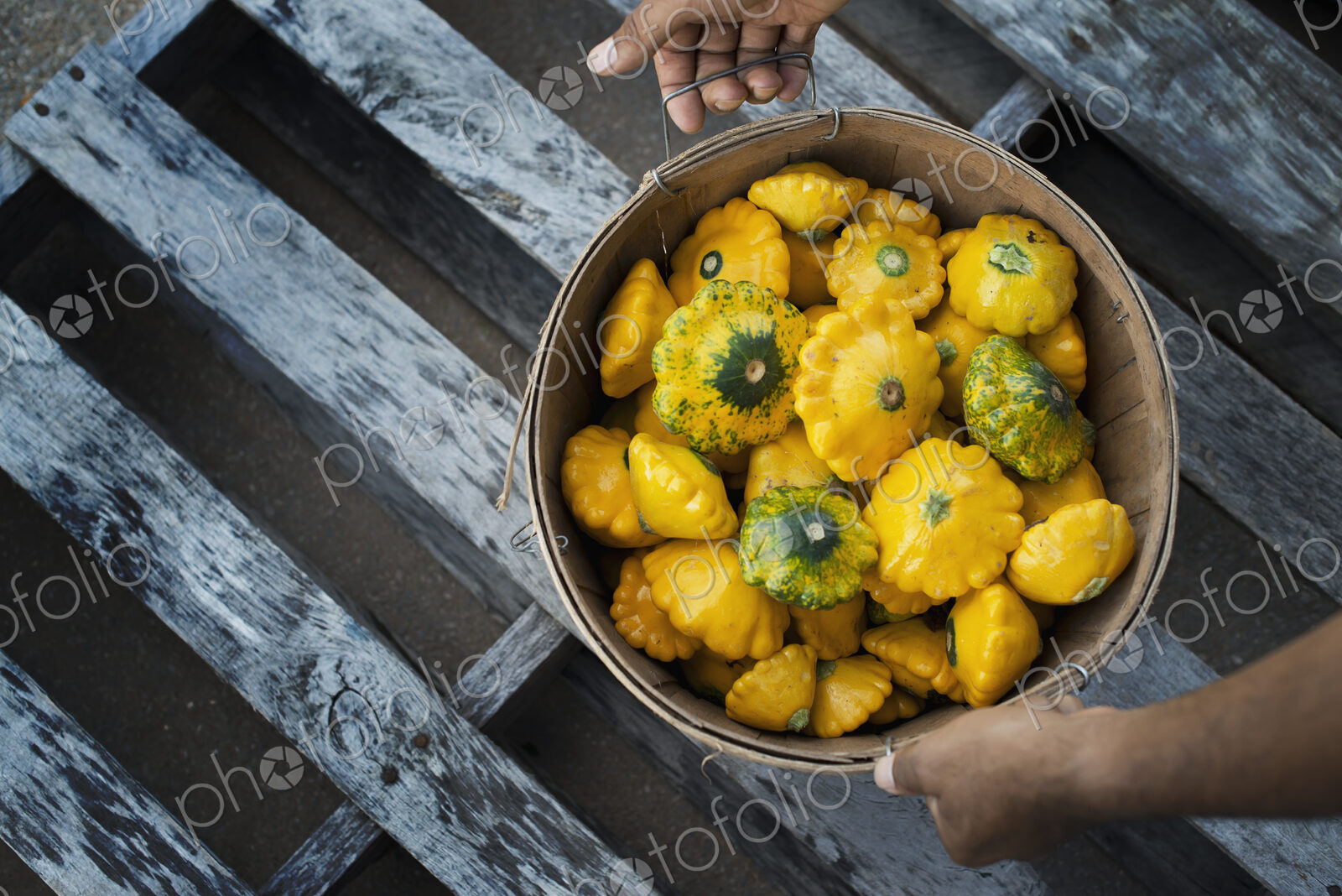 Organic Patty Pan Squash just harvested