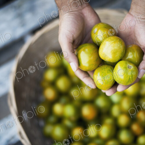 Organic Tomatillo just harvested Organic Tomatillo just harvested