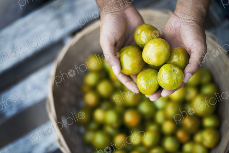 Organic Tomatillo just harvested