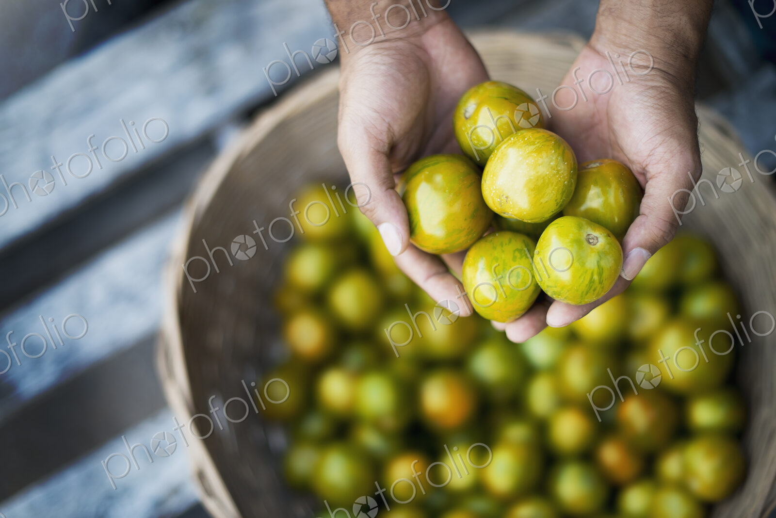 Organic Tomatillo just harvested