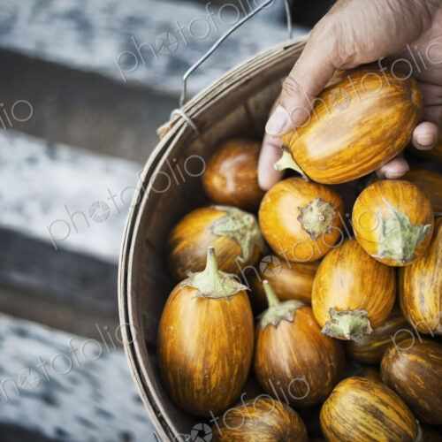 Organic Turkish Orange Eggplants just harvested Organic Turkish Orange Eggplants just harvested