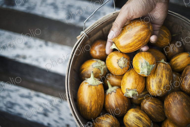 Organic Turkish Orange Eggplants just harvested