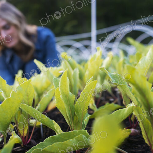 Organic Vegetable Garden Organic Vegetable Garden