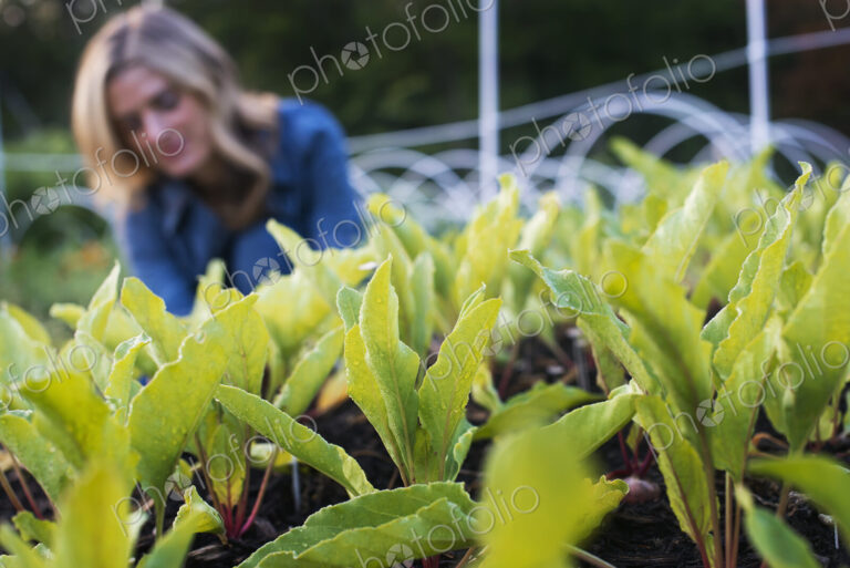 Organic Vegetable Garden