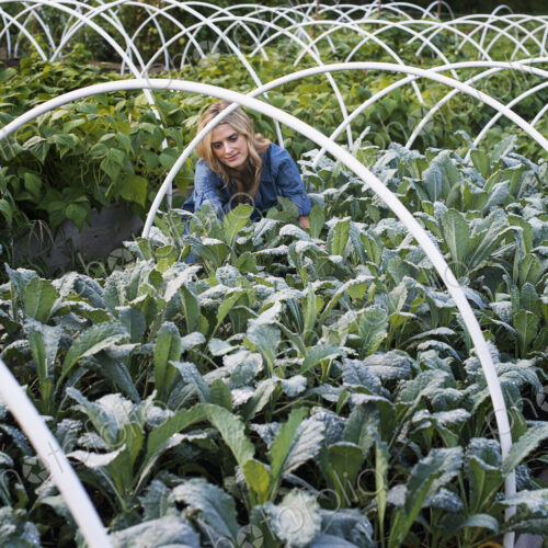 Organic Vegetable Garden Organic Vegetable Garden