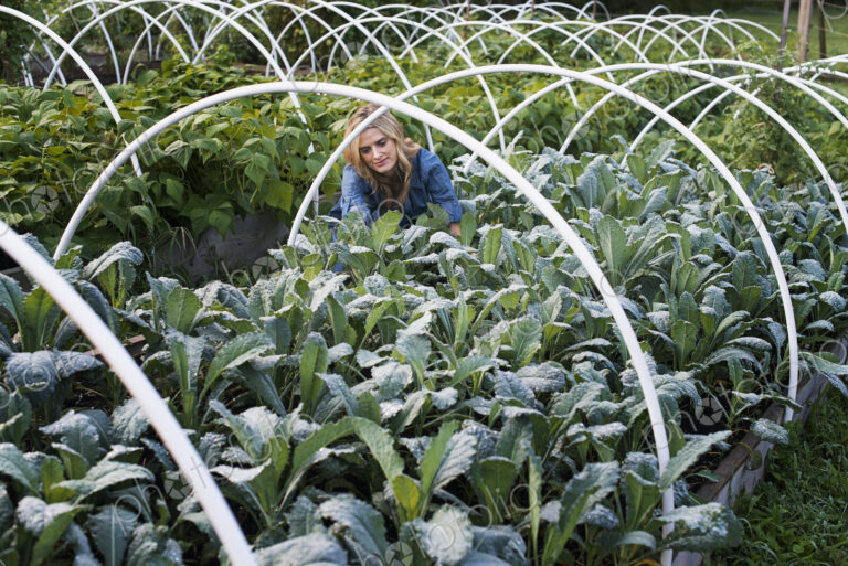 Organic Vegetable Garden