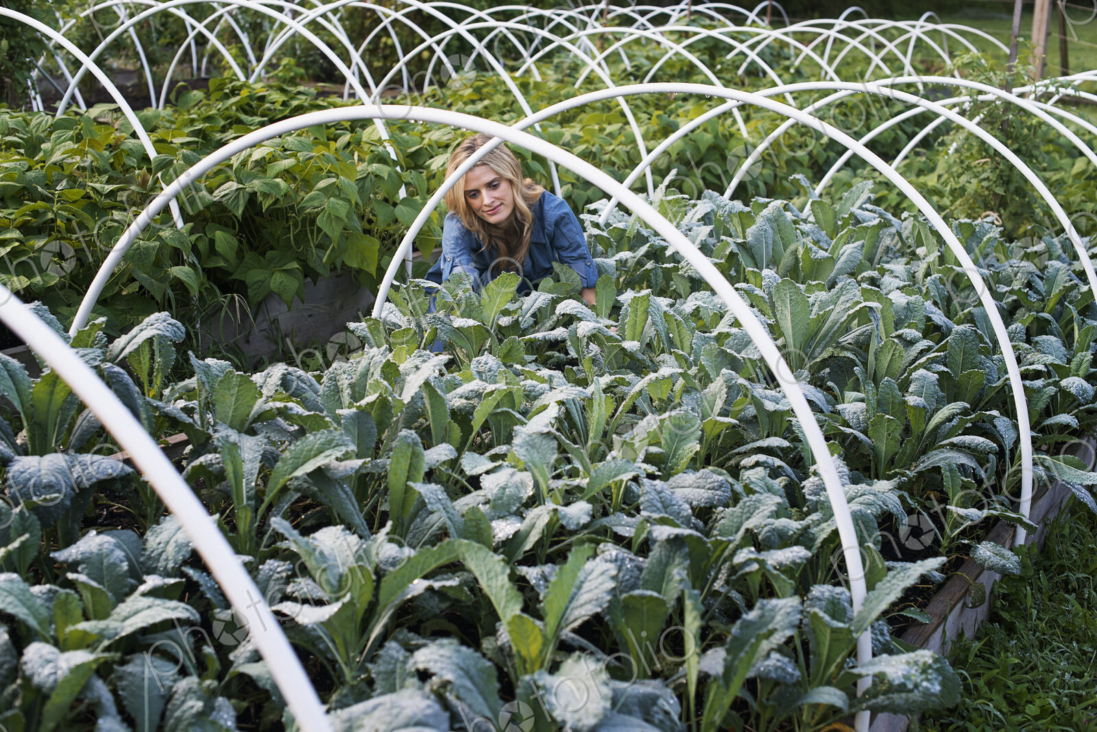 Organic Vegetable Garden