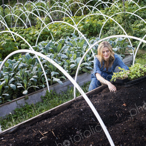 Organic Vegetable Garden Organic Vegetable Garden