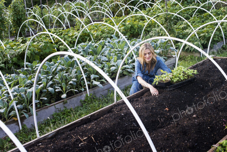 Organic Vegetable Garden
