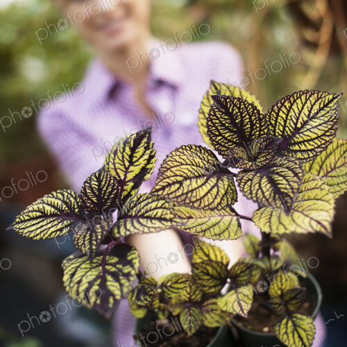 Organic Vegetable Garden Organic Vegetable Garden