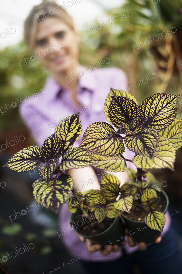 Organic Vegetable Garden
