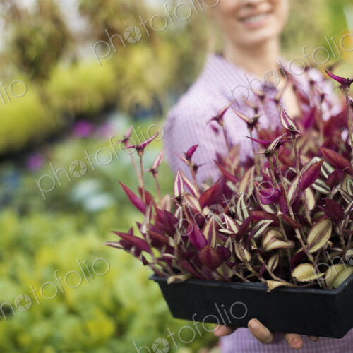 Organic Vegetable Garden Organic Vegetable Garden