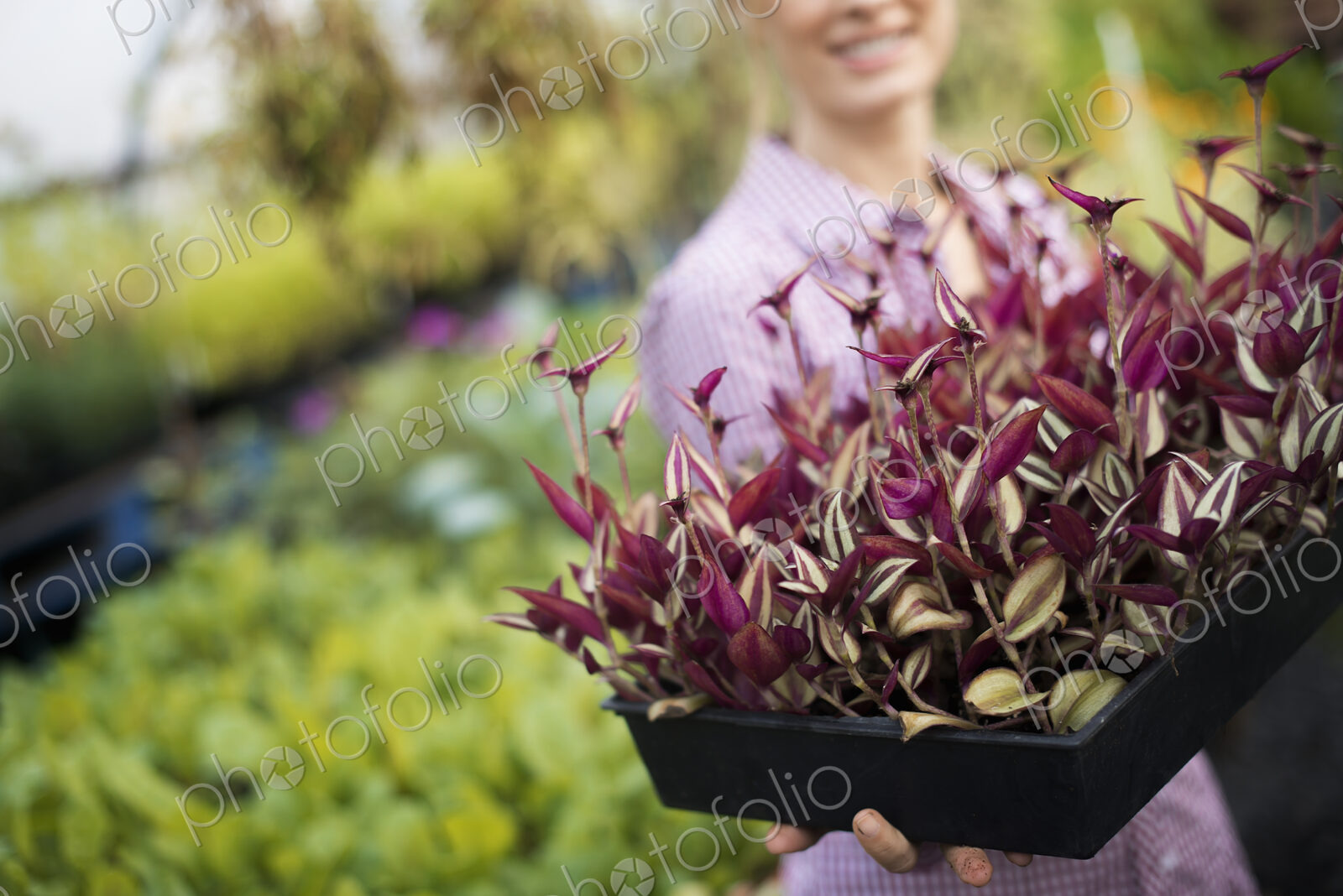 Organic Vegetable Garden