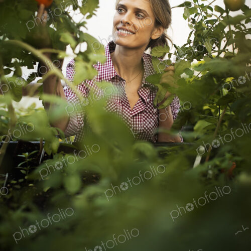 Organic Vegetable Garden Organic Vegetable Garden