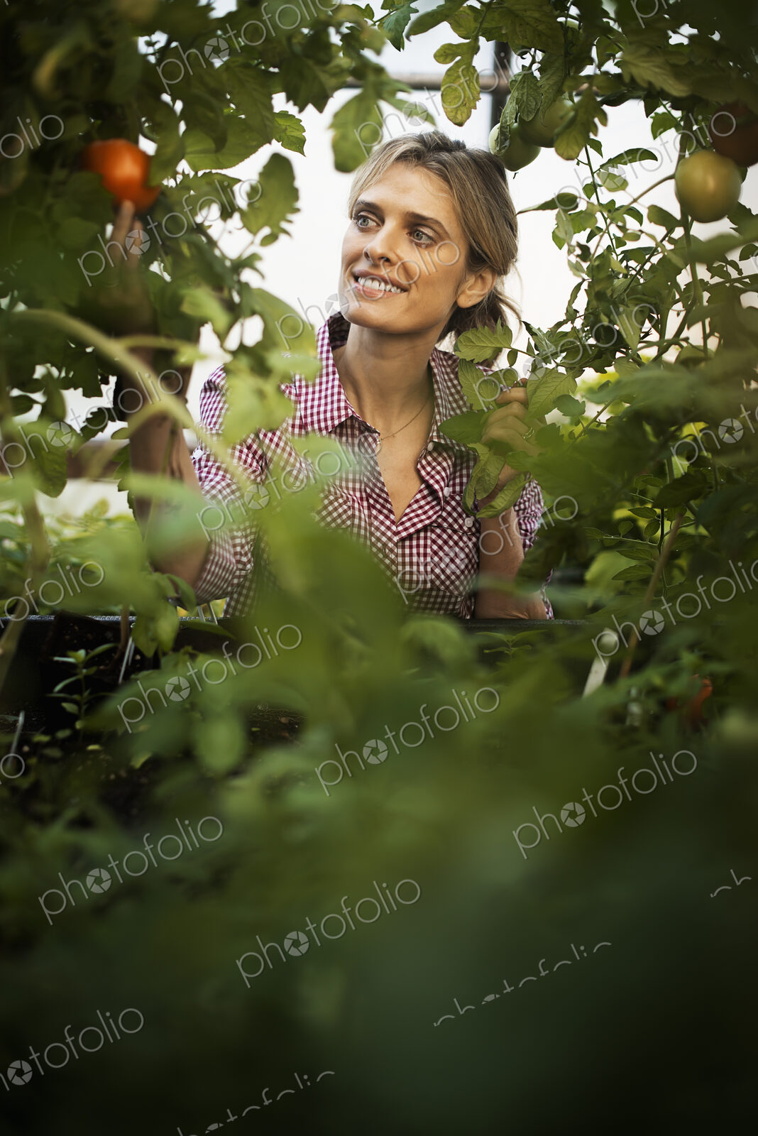 Organic Vegetable Garden
