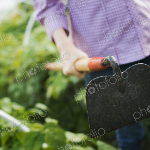 Organic Vegetable Garden