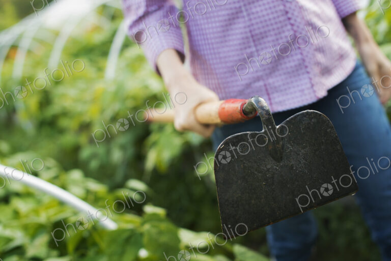Organic Vegetable Garden