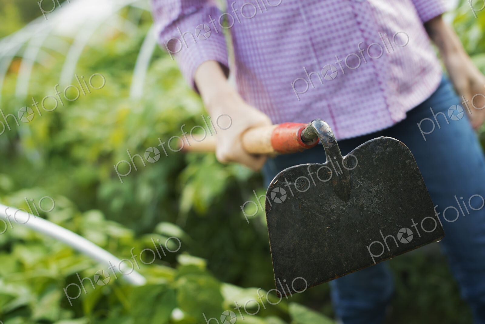 Organic Vegetable Garden