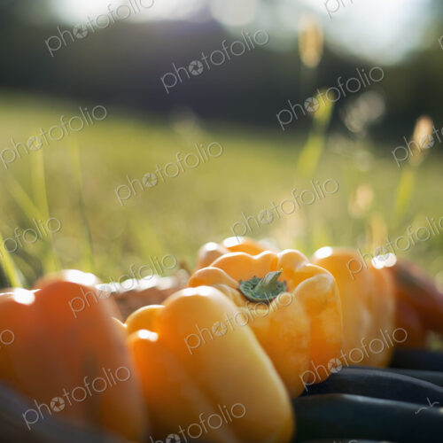 Organic Vegetable on Display. Courgettes and Yellow and red bell peppers. Organic Vegetable on Display. Courgettes and Yellow and red bell peppers.