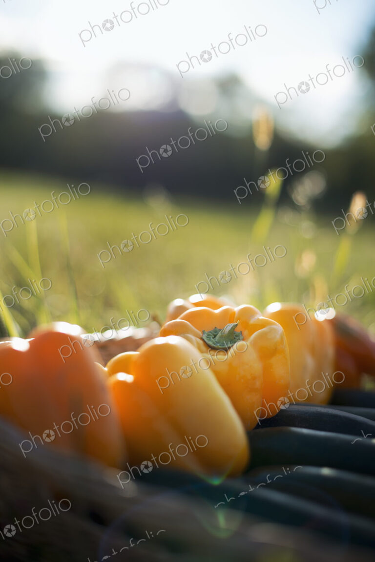 Organic Vegetable on Display. Courgettes and Yellow and red bell peppers.