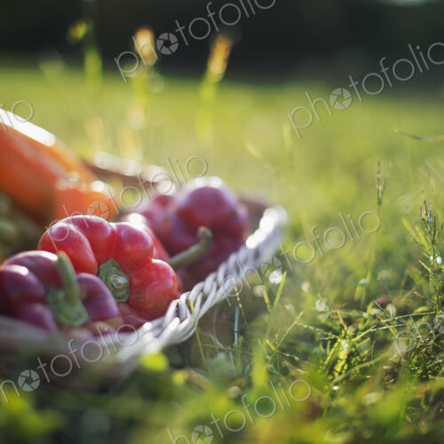 Organic Vegetable on Display. Yellow and red bell peppers. Organic Vegetable on Display. Yellow and red bell peppers.