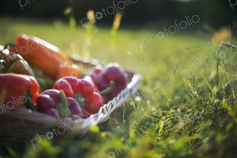 Organic Vegetable on Display. Yellow and red bell peppers.