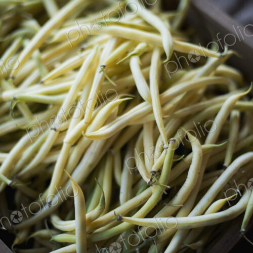 Organic Wax Bean just harvested