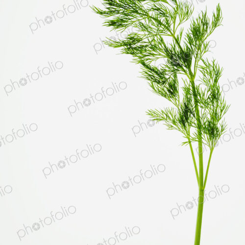 Organic dill (herb) on white background Organic dill (herb) on white background