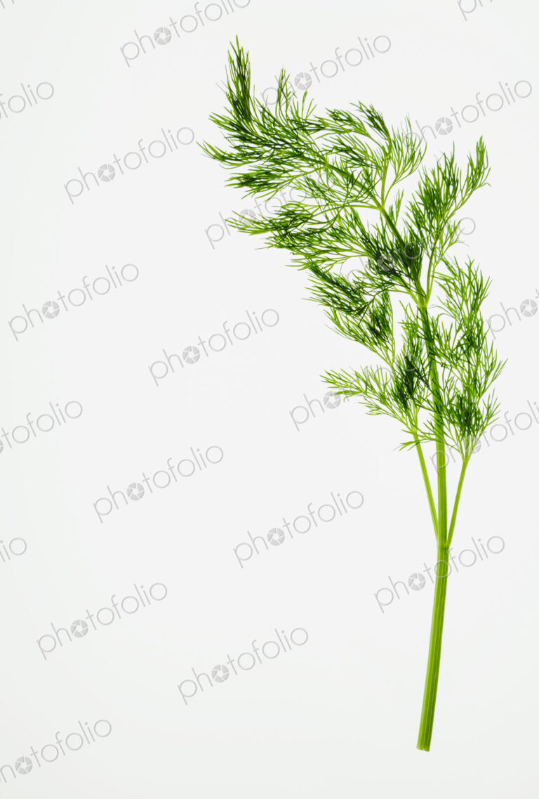 Organic dill (herb) on white background