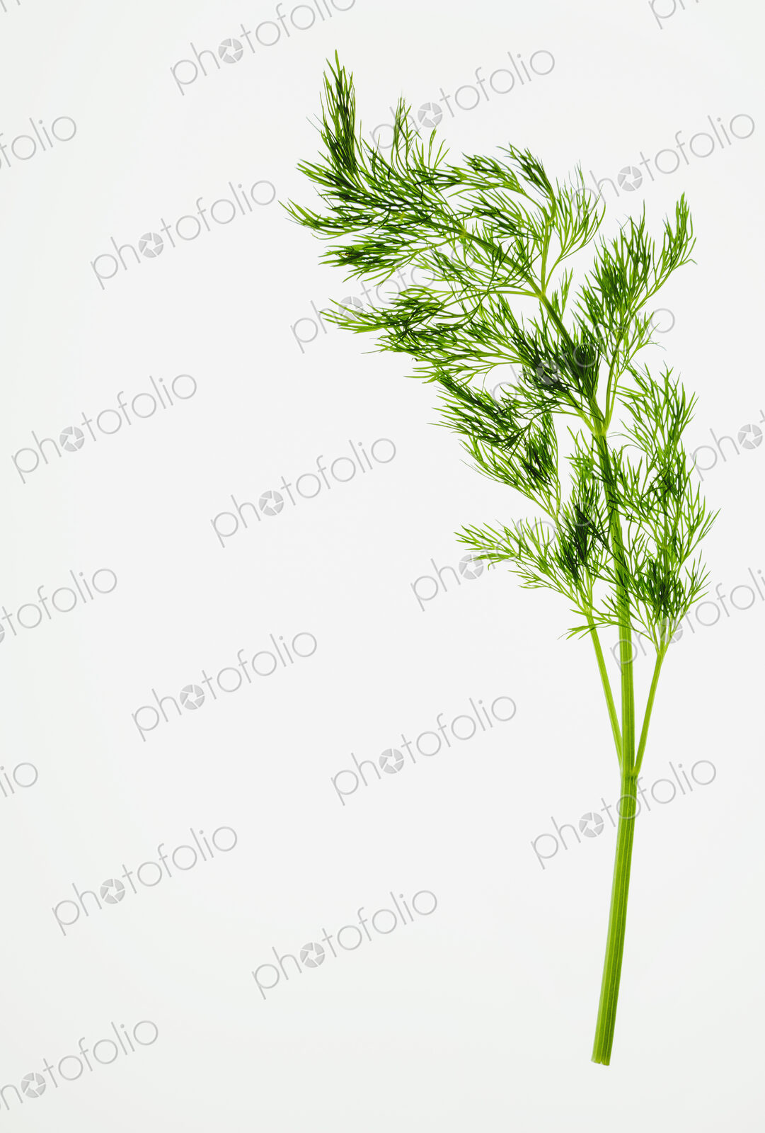 Organic dill (herb) on white background