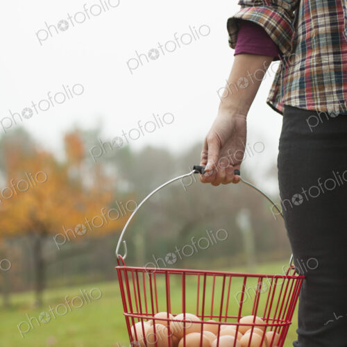 Organic farm. A woman carrying a clutch of freshly laid hen's eggs in a wire basket. Organic farm. A woman carrying a clutch of freshly laid hen's eggs in a wire basket.