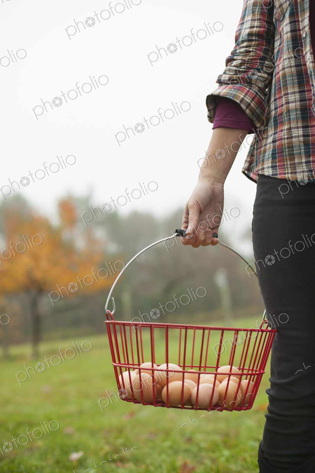 Organic farm. A woman carrying a clutch of freshly laid hen’s eggs in a wire basket.