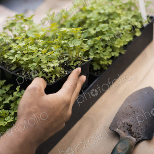 Organic flat parsley plants in trays ready to be transplanted. Plug plants. Organic flat parsley plants in trays ready to be transplanted. Plug plants.