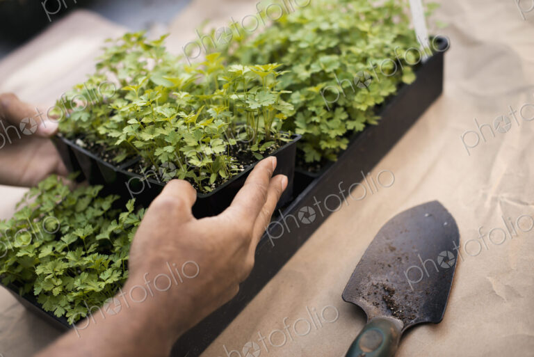 Organic flat parsley plants in trays ready to be transplanted. Plug plants.