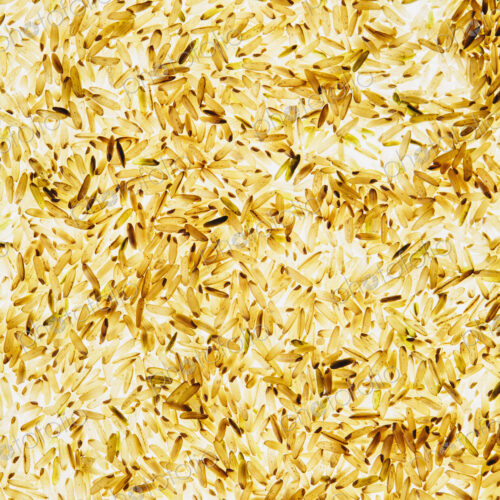 Organic long grain brown rice, white background Organic long grain brown rice, white background