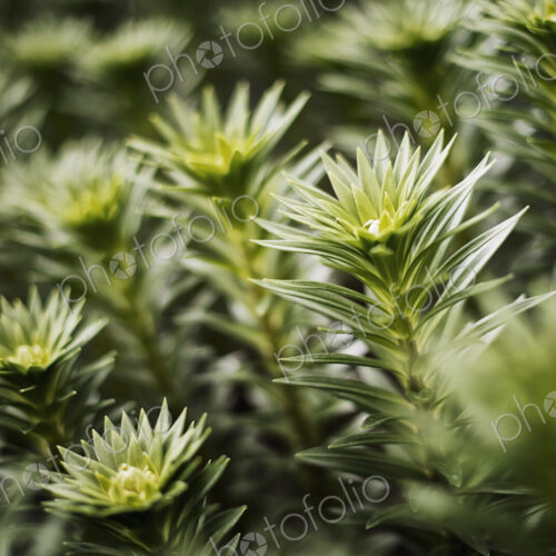 Organic plants growing in a greenhouse. Florets and new growth on plants. Organic plants growing in a greenhouse. Florets and new growth on plants.