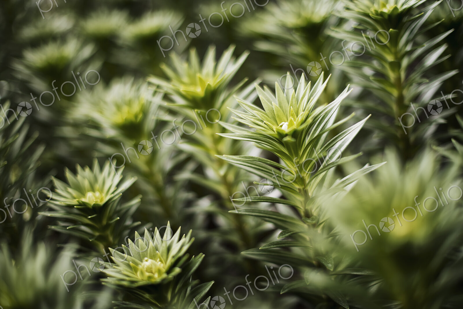 Organic plants growing in a greenhouse. Florets and new growth on plants.