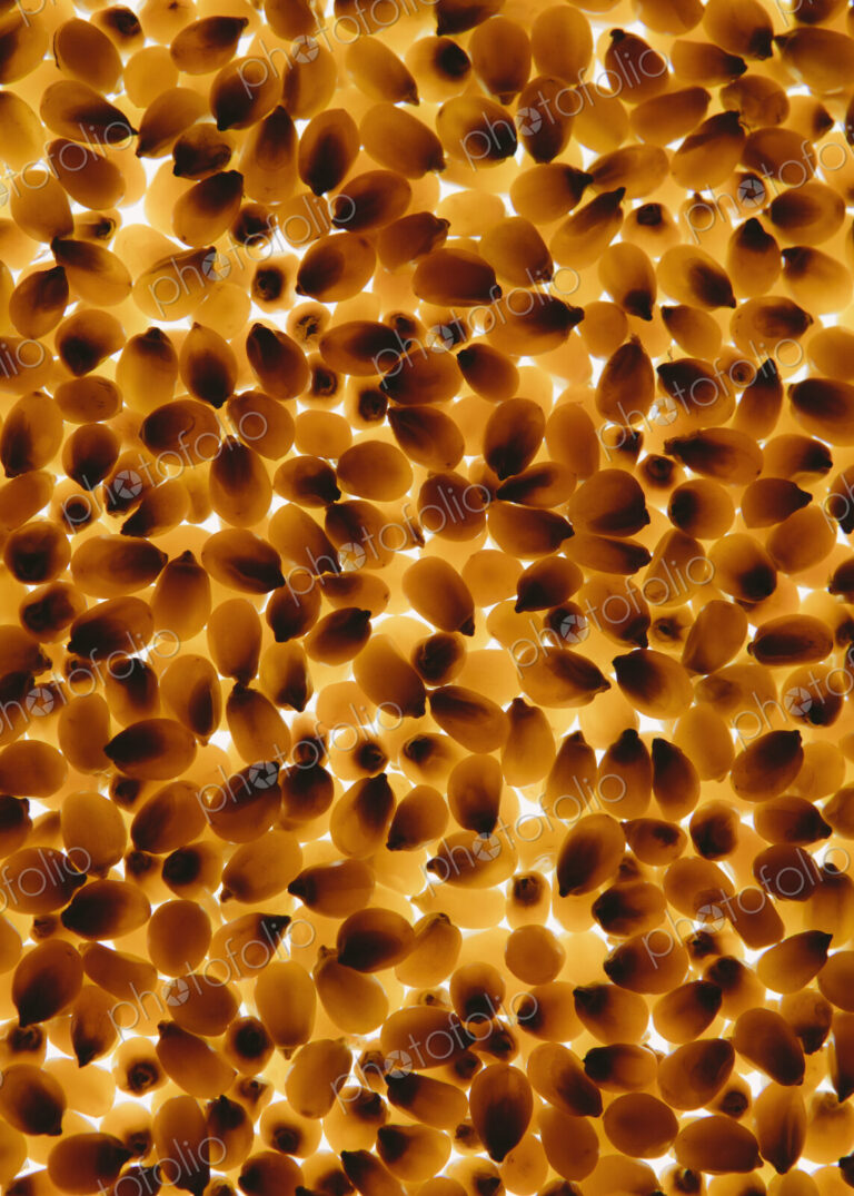 Organic popcorn kernels