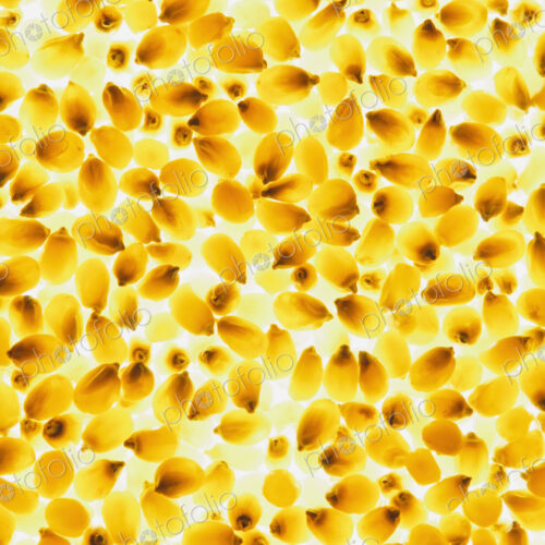Organic popcorn kernels Organic popcorn kernels
