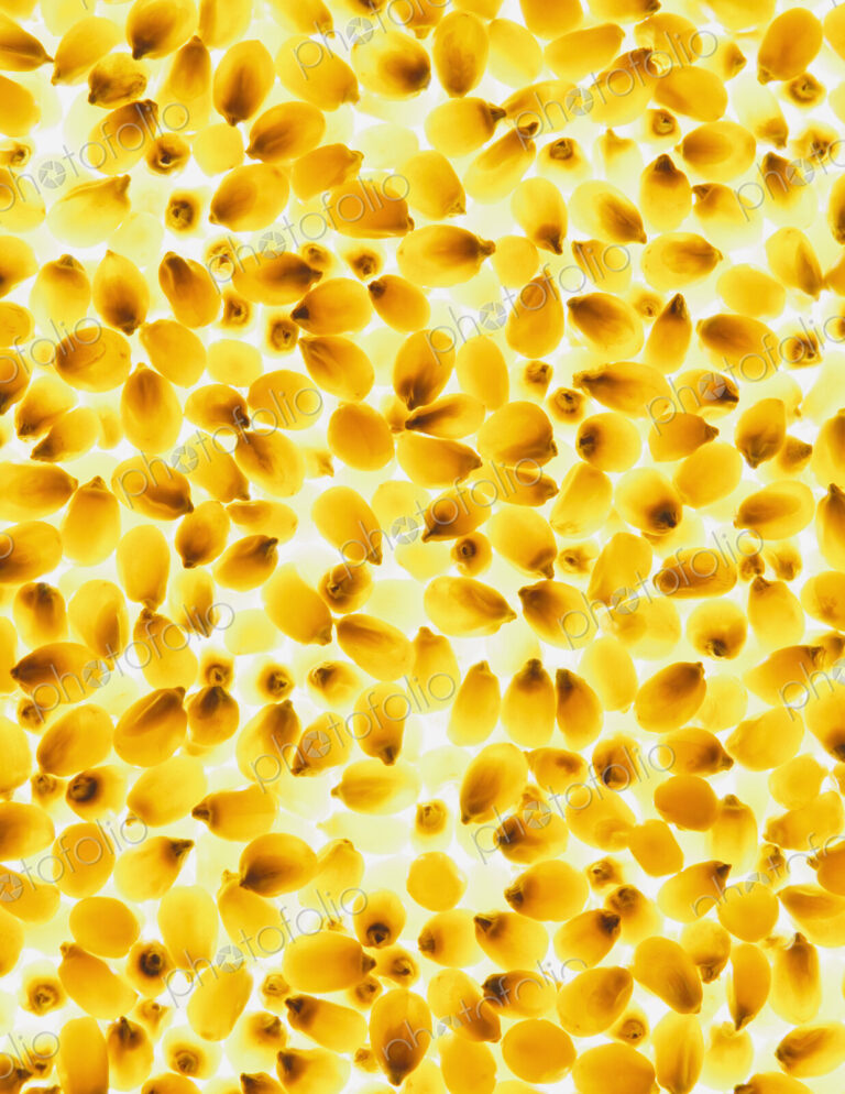 Organic popcorn kernels