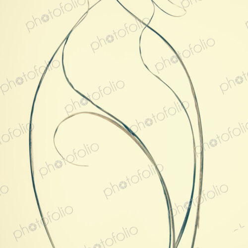 Ornamental grasses, narrow strands of grass stems.