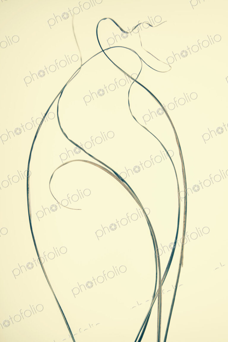 Ornamental grasses, narrow strands of grass stems.