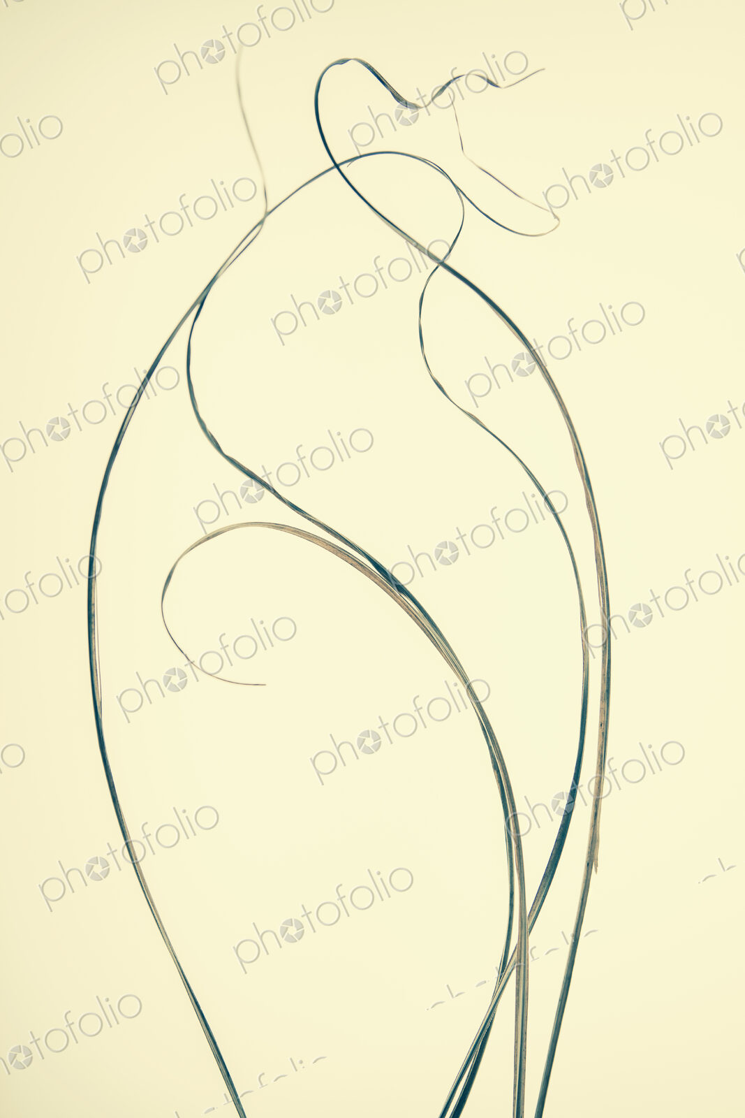 Ornamental grasses, narrow strands of grass stems.