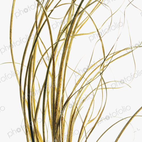 Ornamental grasses, narrow strands of grass stems. Ornamental grasses, narrow strands of grass stems.
