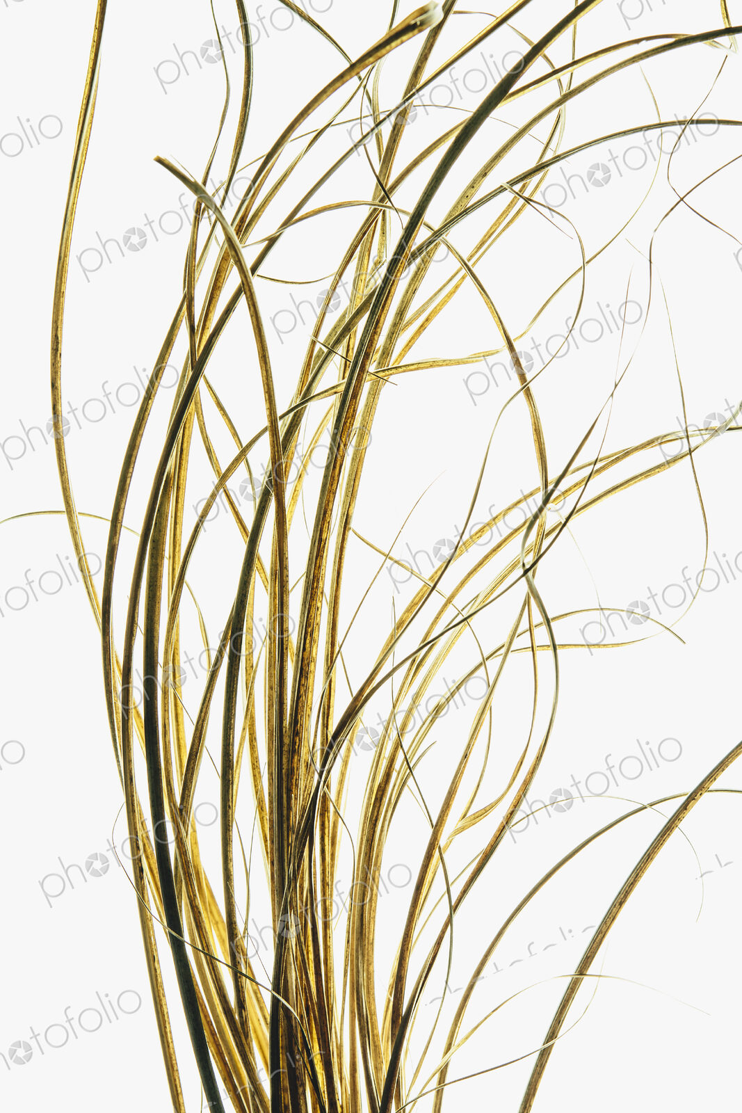 Ornamental grasses, narrow strands of grass stems.