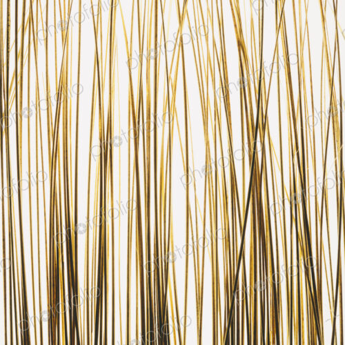 Ornamental grasses on white background. Ornamental grasses on white background.