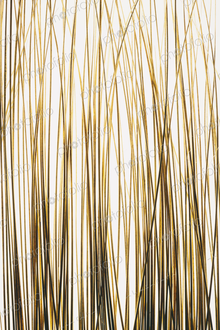 Ornamental grasses on white background.