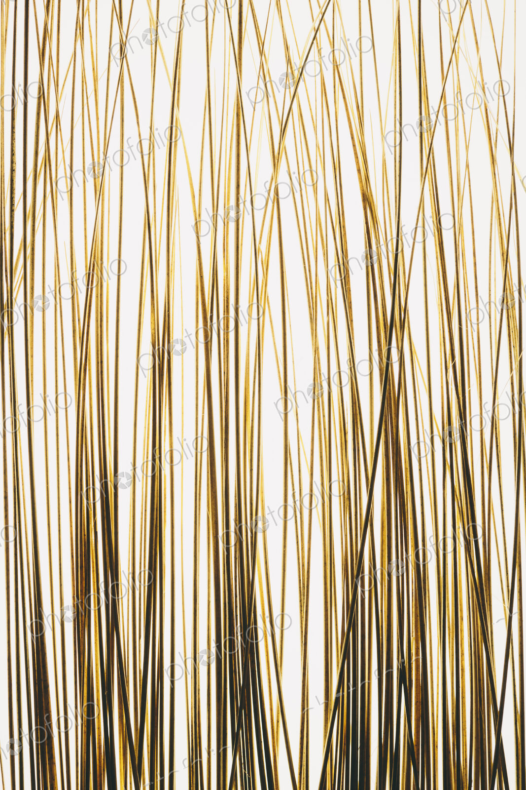 Ornamental grasses on white background.
